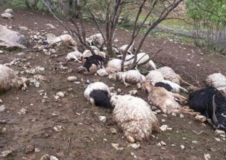 ۲۴۰۰ راس گوسفند در استان چهارمحال و بختیاری در اثر وقوع سیل تلف شدند