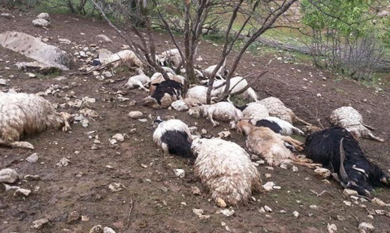 ۲۴۰۰ راس گوسفند در استان چهارمحال و بختیاری در اثر وقوع سیل تلف شدند