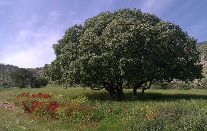 ۱۵ هزار هکتار از جنگل‌های زاگرسی خوزستان برای مقابله با آفات پایش شد